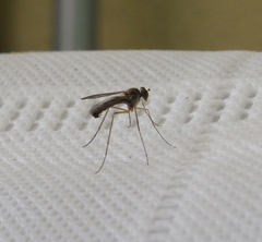 Diptera