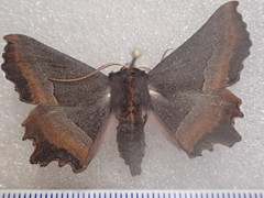 Nycticleptes lechriodesma