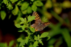 Cigaritis schistacea