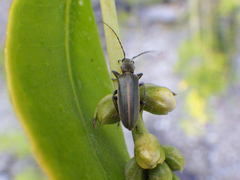 Oxycopis falli