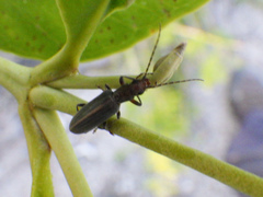 Oxycopis falli