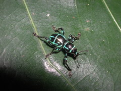 Pachyrhynchus yamianus