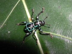 Pachyrhynchus yamianus