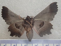 Nycticleptes lechriodesma