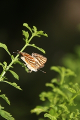 Cigaritis schistacea