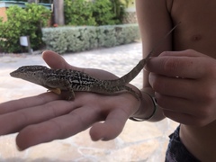 Anolis lineatus
