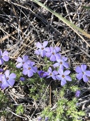 Phlox caespitosa
