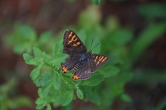 Cigaritis schistacea