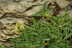 Astragalus tymphresteus