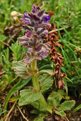 Ajuga orientalis
