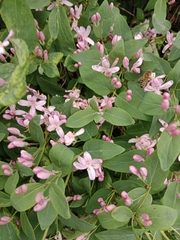 Lonicera
