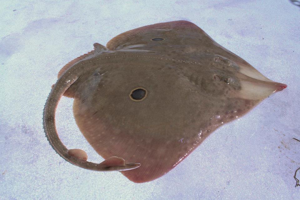 Roundel Skate