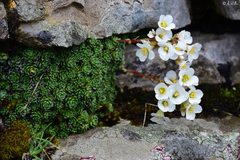 Saxifraga marginata