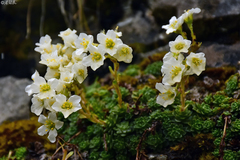 Saxifraga marginata