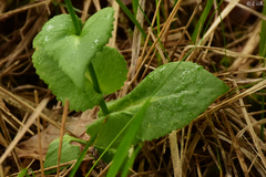 Doronicum columnae