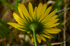 Doronicum columnae