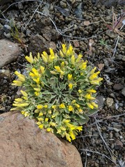 Physaria occidentalis