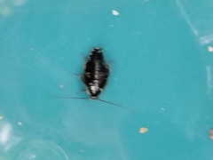 Ectobius sylvestris