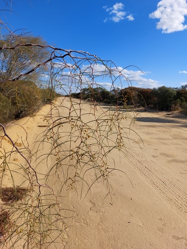 Ghost Wattle (Acacia sciophanes)