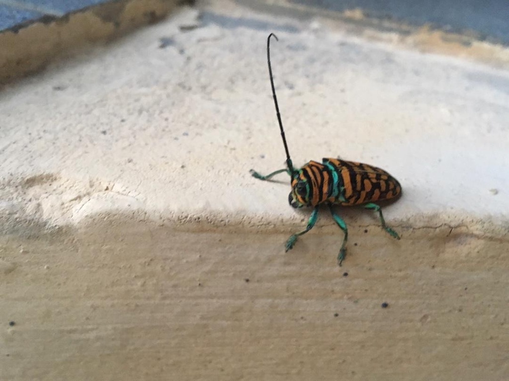 Sternotomis amabilis