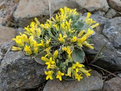 Physaria occidentalis