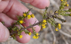 Marasmodes fasciculata