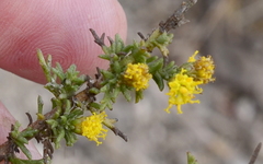 Marasmodes fasciculata