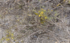 Marasmodes fasciculata