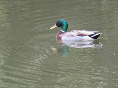 Anas platyrhynchos