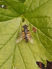 Myathropa florea
