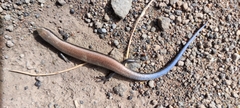 Chalcides viridanus