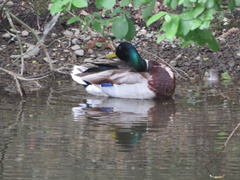 Anas platyrhynchos