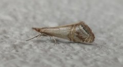 Euchromius californicalis