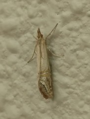 Euchromius californicalis