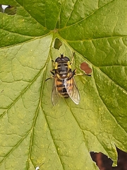 Myathropa florea