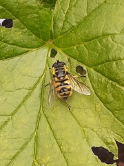Myathropa florea