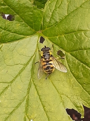 Myathropa florea
