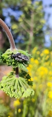 Melecta curvispina
