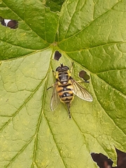 Myathropa florea
