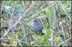 Thamnophilus caerulescens