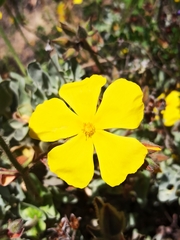 Cistus atriplicifolius