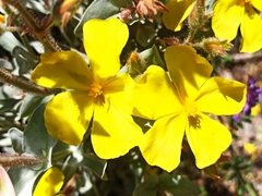 Cistus atriplicifolius