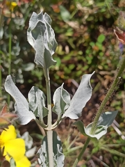 Cistus atriplicifolius