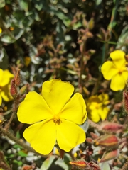 Cistus atriplicifolius
