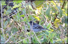 Thamnophilus caerulescens