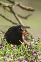 Turdus merula