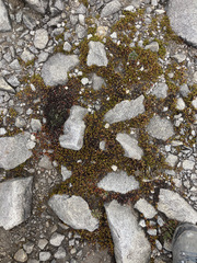Muehlenbeckia volcanica