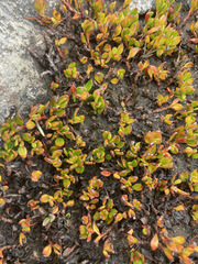 Muehlenbeckia volcanica