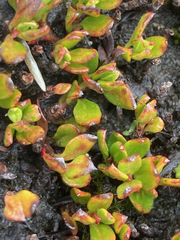Muehlenbeckia volcanica