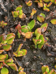 Muehlenbeckia volcanica